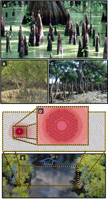 Geomorphodynamics, evolution, and ecology of vertical roots